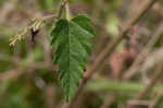 Nettleleaf noseburn